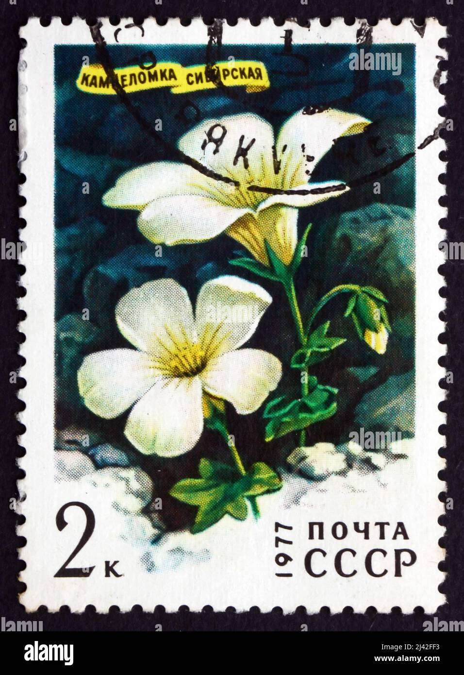 RUSSIA - CIRCA 1977: a stamp printed in the Russia shows Siberian Saxifrage, Saxifraga Sibirica, Siberian Flower, circa 1977 Stock Photo