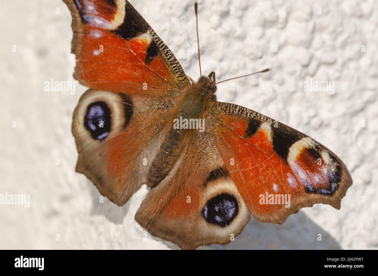Schmetterling an einer Hauswand Stock Photo