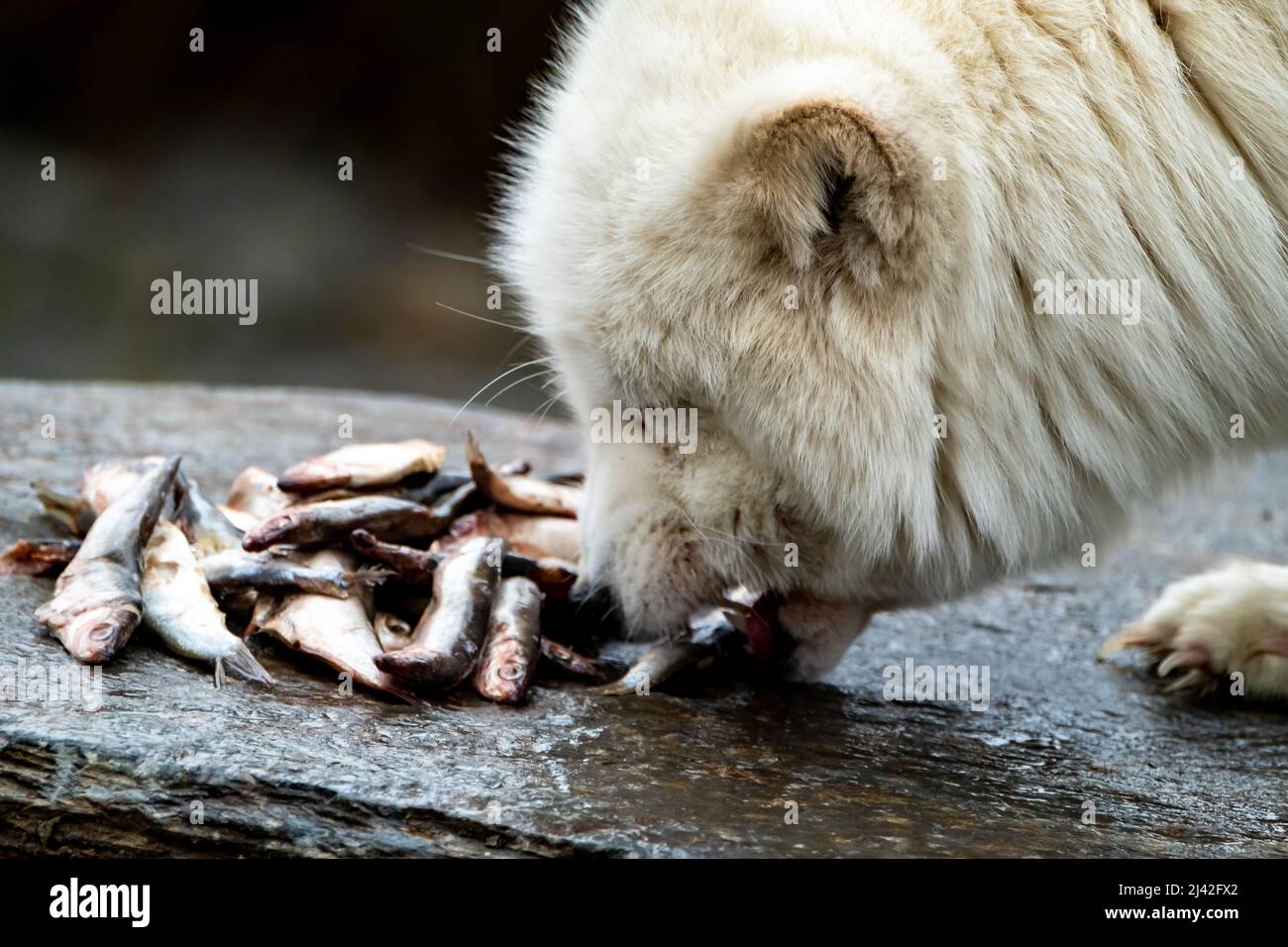 White arctic fox eating fish from a stone Stock Photo Alamy