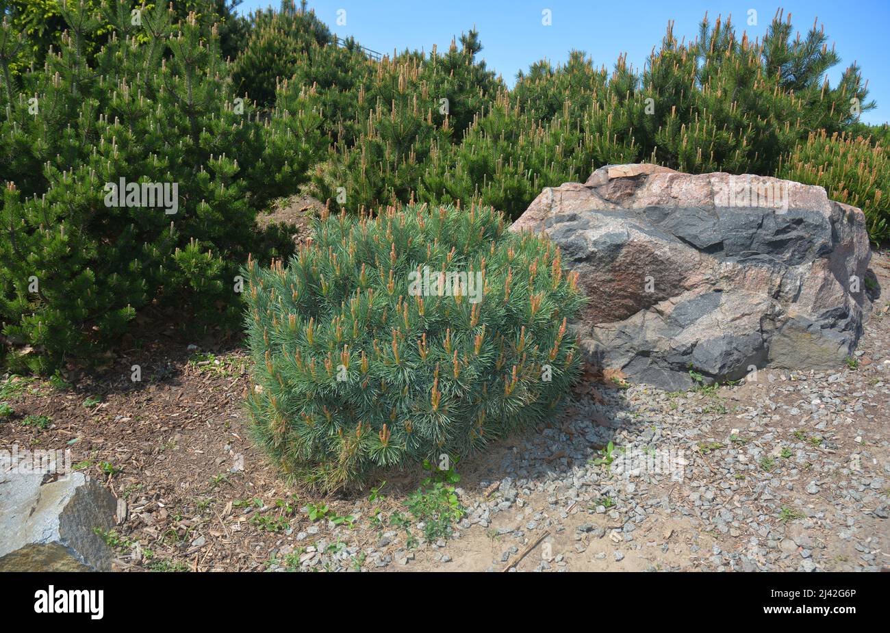 A mountain landscape design idea with a short pine, mugo pine shrub near a rock  surrounded with young mountain pine trees. Stock Photo