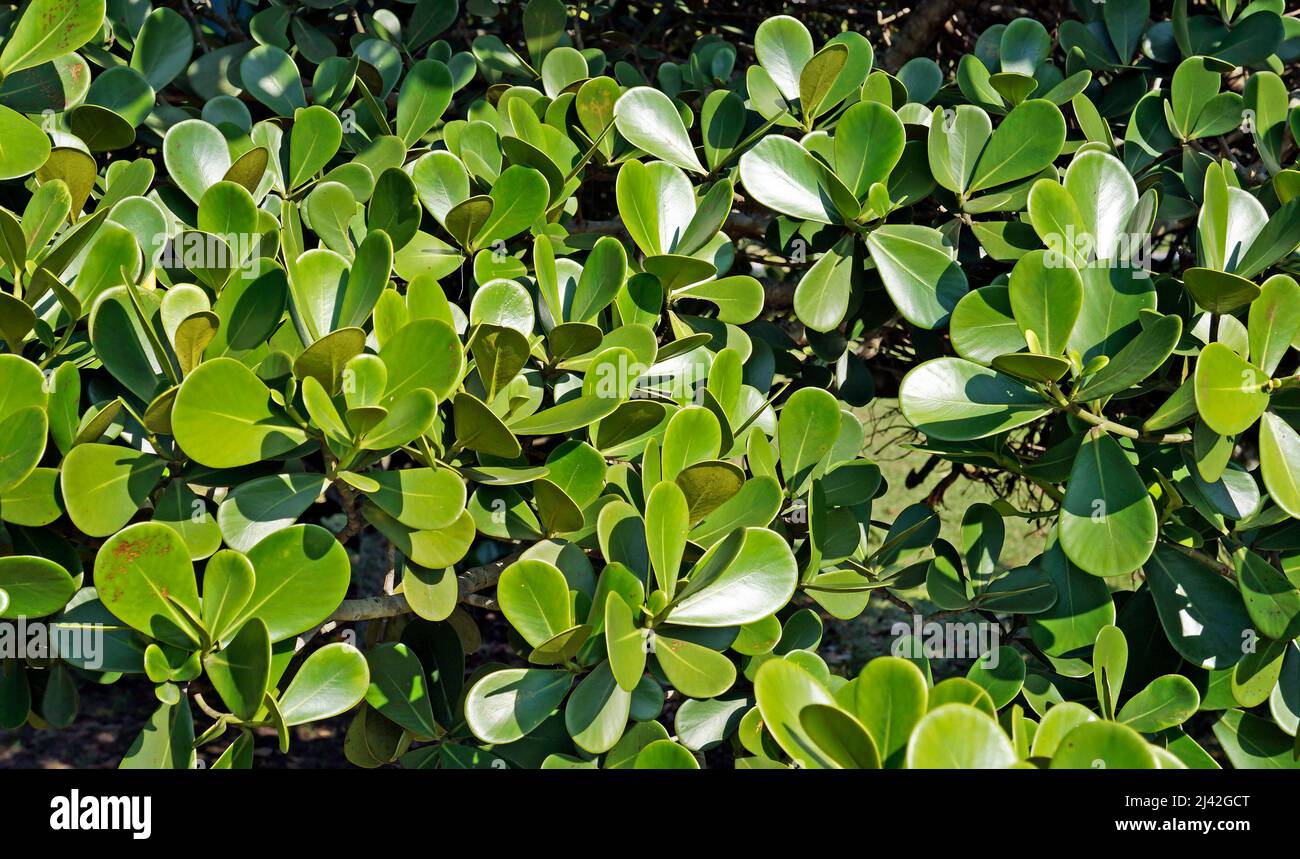 Clusia leaves on tropical rainforest, Rio Stock Photo