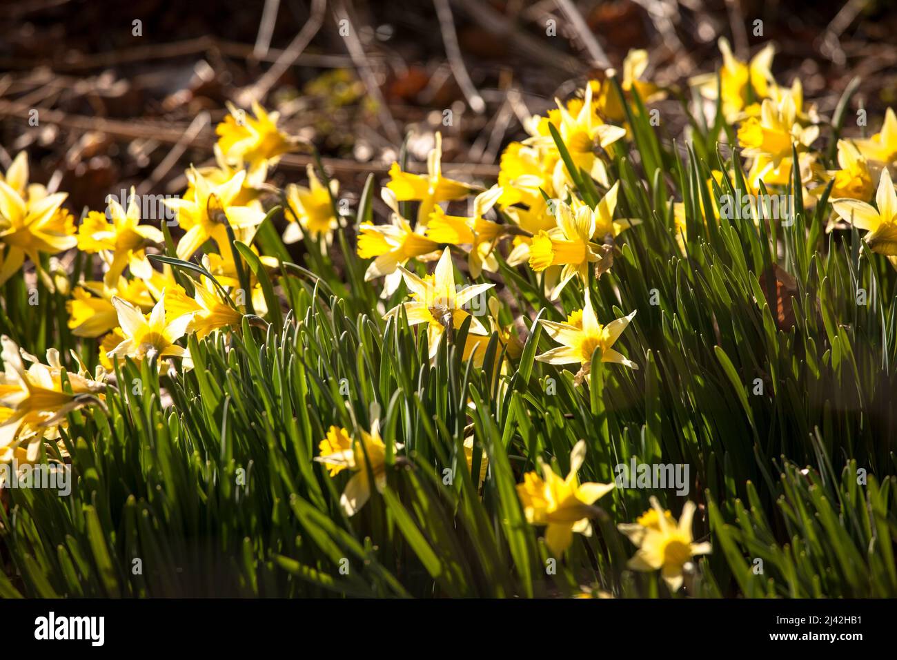 wild Narcissus grow in the nature reserve Perlenbach-Fuhrtsbachtal valley near Monschau in the Eifel region, North Rhine-Westphalia, Germany. wilde Na Stock Photo