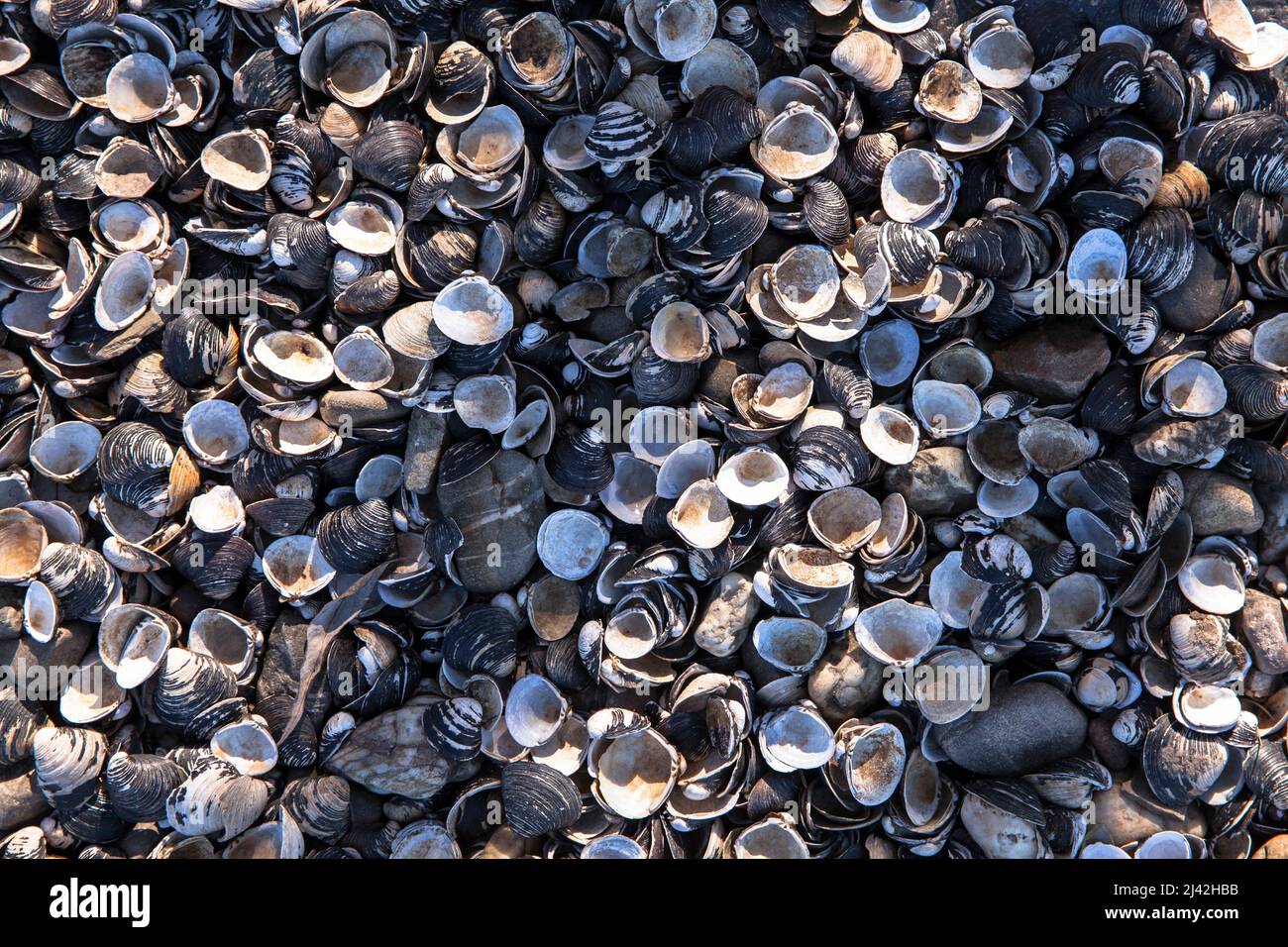 shells at the bank of the Rhine at Zuendorfer Groov, Cologne, Germany. Muscheln liegen in einem Spuelsaum am Rheinufer an der Zuendorfer Groov am Weis Stock Photo