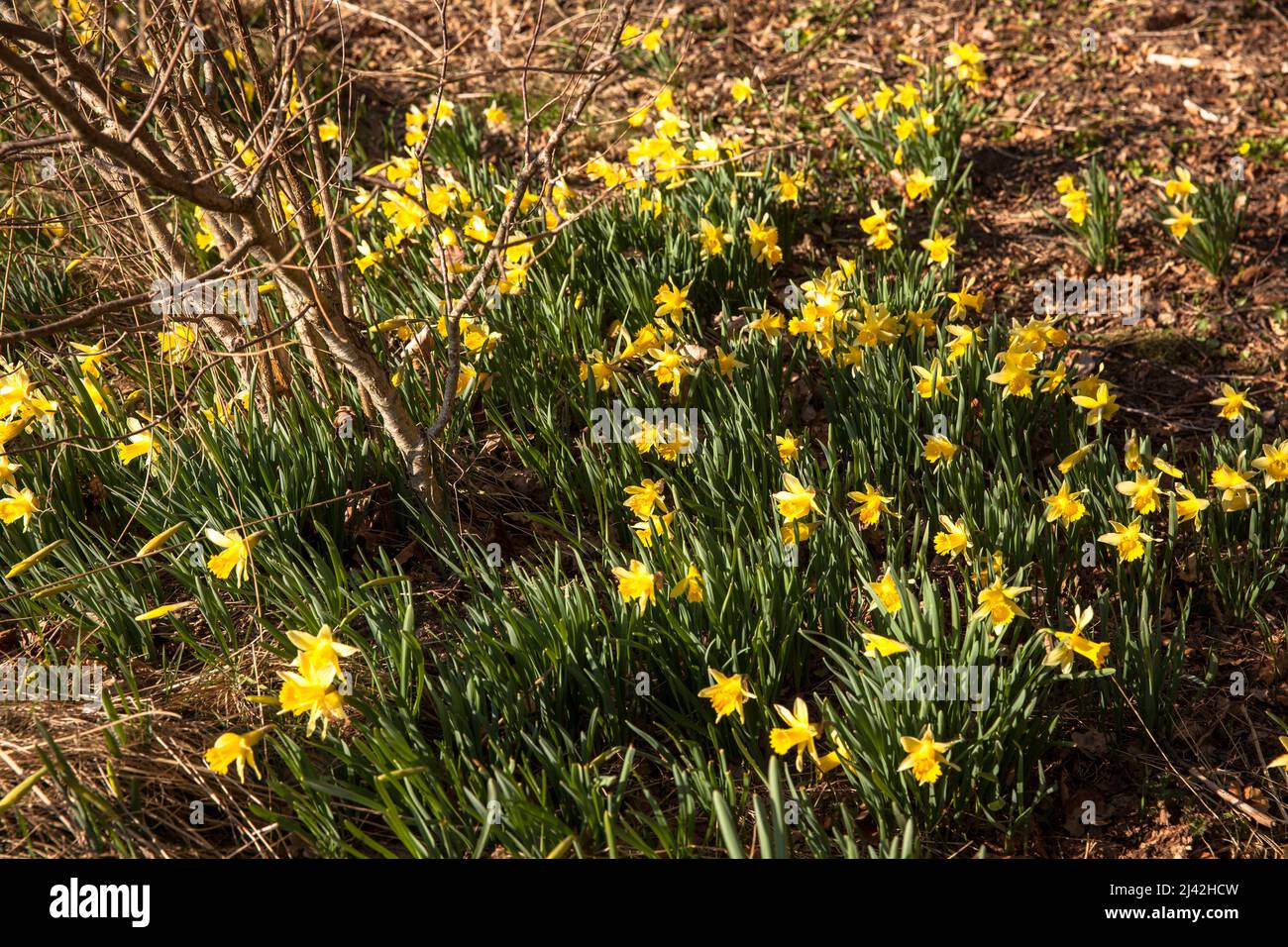 wild Narcissus grow in the nature reserve Perlenbach-Fuhrtsbachtal valley near Monschau in the Eifel region, North Rhine-Westphalia, Germany. wilde Na Stock Photo