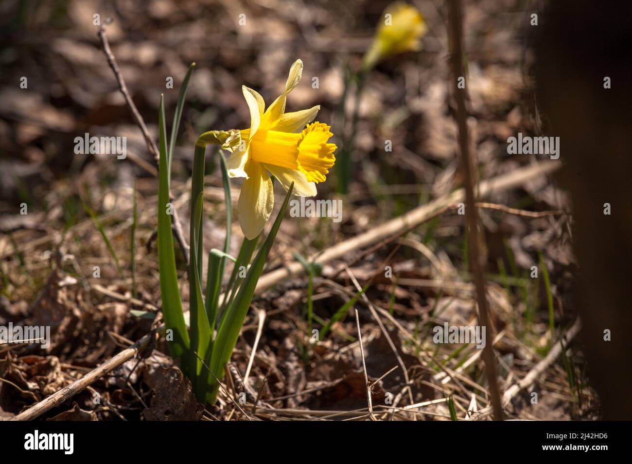 wild Narcissus grow in the nature reserve Oleftal valley near Hellenthal in the Eifel region, North Rhine-Westphalia, Germany. wilde Narzissen wachsen Stock Photo