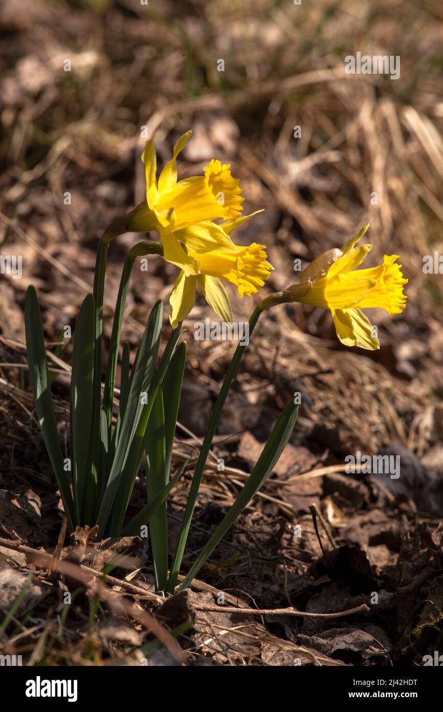 wild Narcissus grow in the nature reserve Oleftal valley near Hellenthal in the Eifel region, North Rhine-Westphalia, Germany. wilde Narzissen wachsen Stock Photo