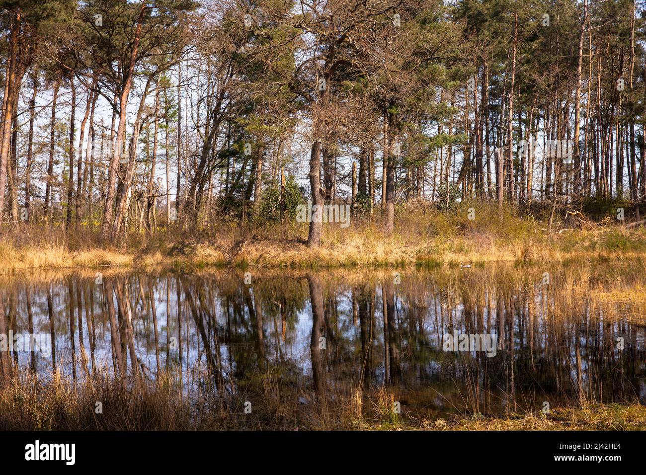 the lake Schwarzes Wasser (black water) in the nature park Hohe Mark near Wesel, largest heath lake on the lower Lower Rhine, North Rhine-Westphalia, Stock Photo