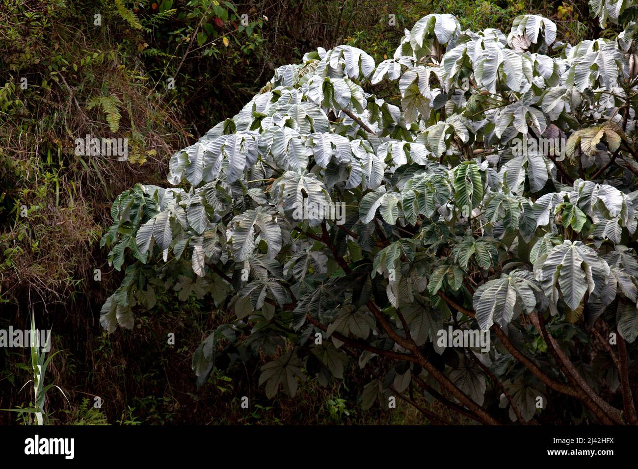 Cecropia peltata a representative tree of the cloudy forest in central and south america Stock Photo