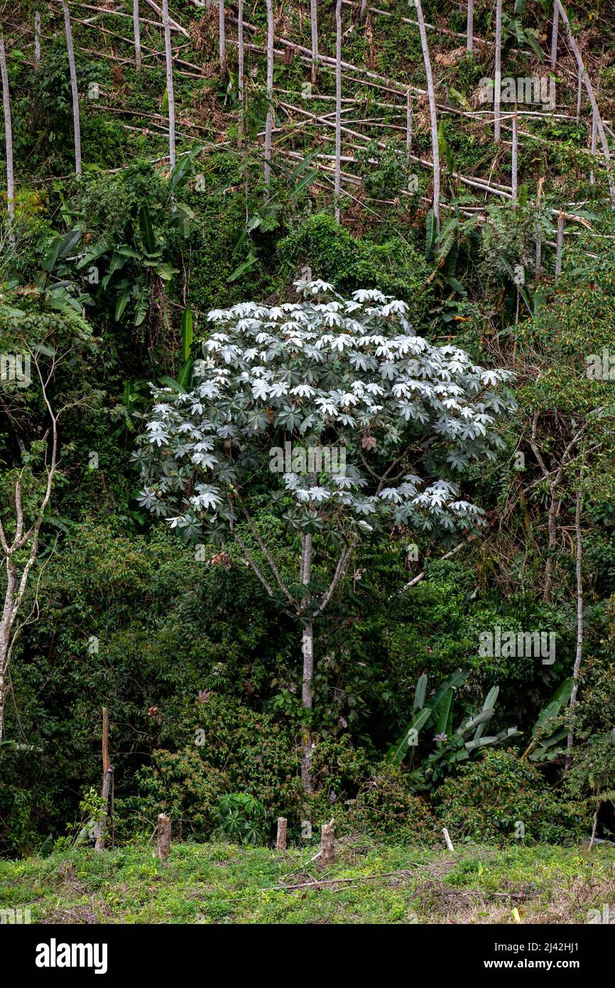 Cecropia peltata a representative tree of the cloudy forest in central and south america Stock Photo
