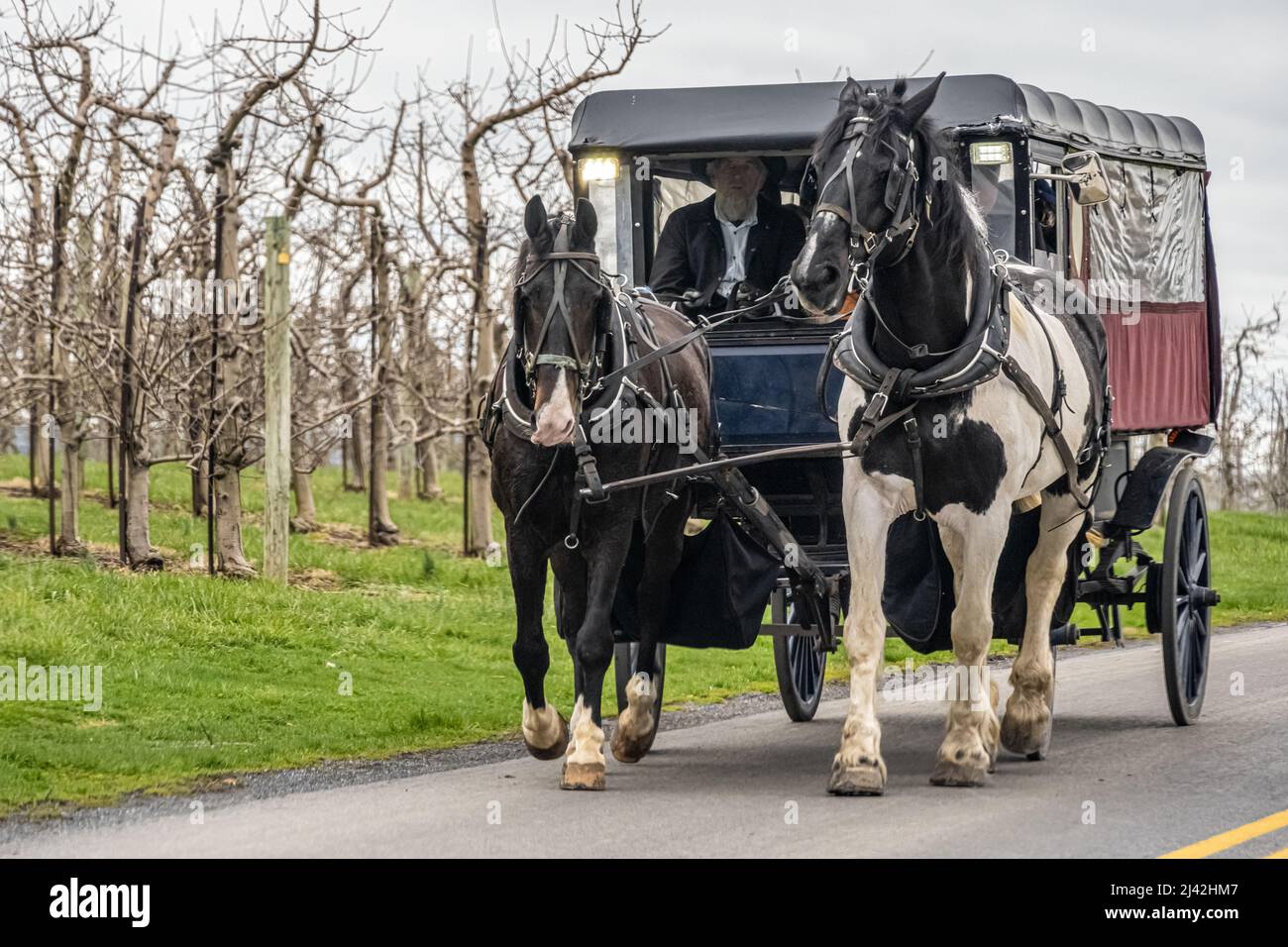 Amish horse-drawn carriage tour in Bird in Hand, a farming community in Lancaster County, Pennsylvania. (USA) Stock Photo