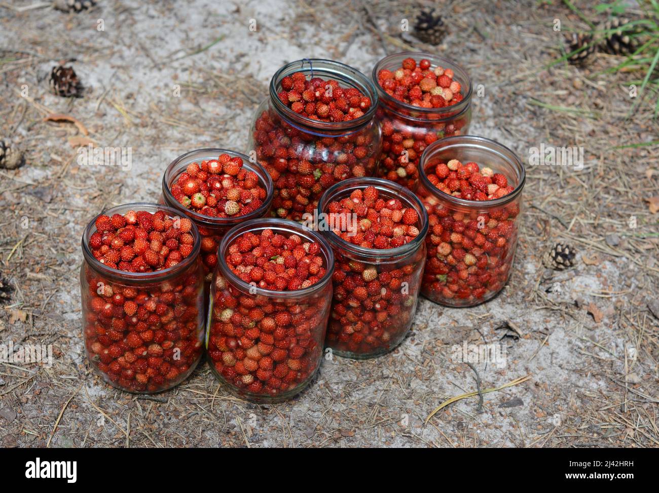 Picking wild strawberries in the forest. Glass jars full of red woodland strawberries. Stock Photo