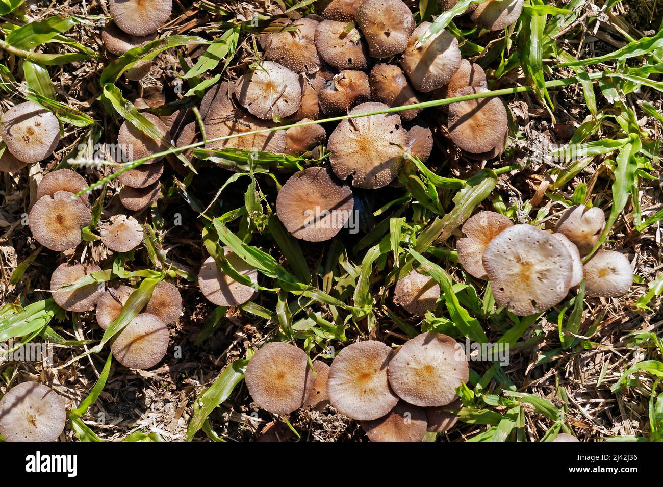 Mushrooms on grass in tropical rainforest Stock Photo