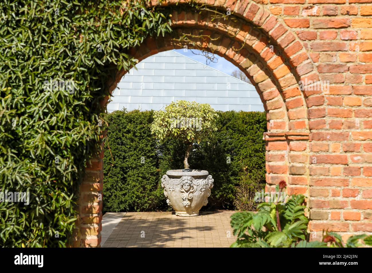 Hedera helix 'Little Diamond' ivy bush in pot at RHS Garden Wisley, Surrey,  England, UK, 2022 April Stock Photo - Alamy
