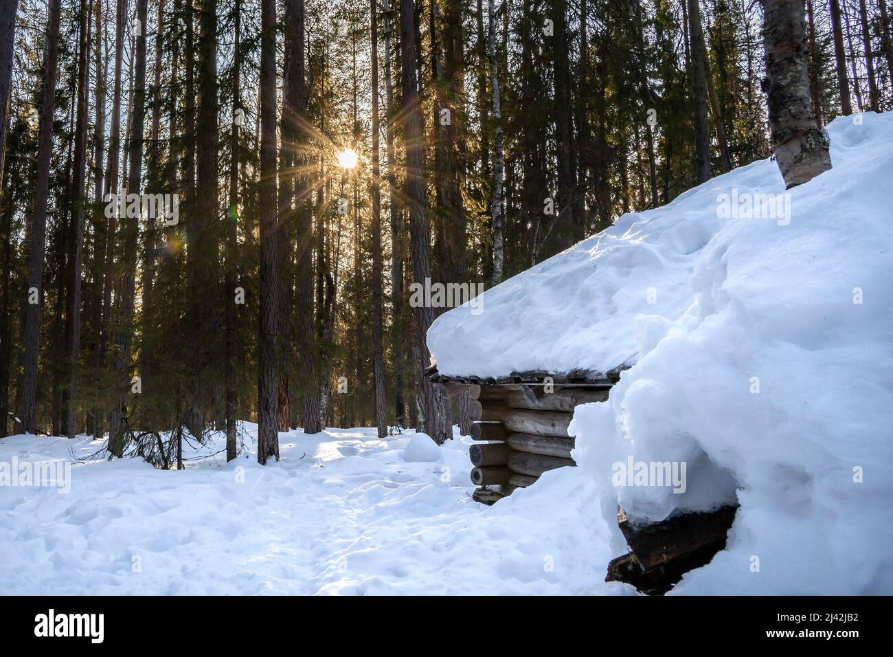 A small log cabin in a snowy coniferous forest at sundown Stock Photo ...