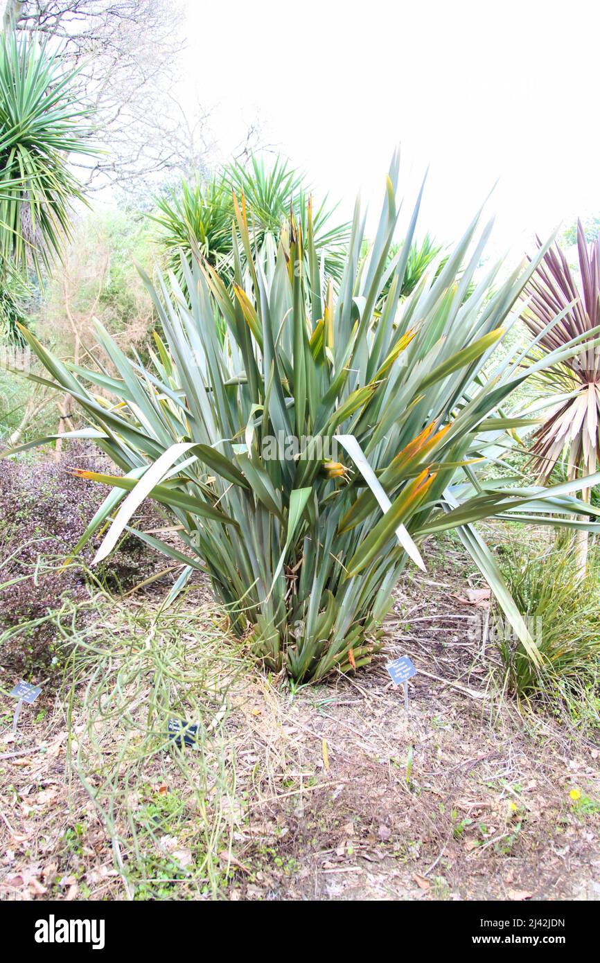 Phormium cookianum (Mountain Flax) sp. Hookeri Tricolor at RHS Garden Wisley, Surrey, England, UK, 2022 April Stock Photo