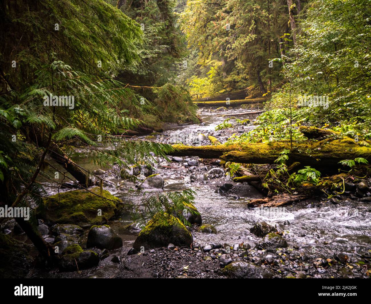 stream and old growth forest in Olympic National Park Stock Photo