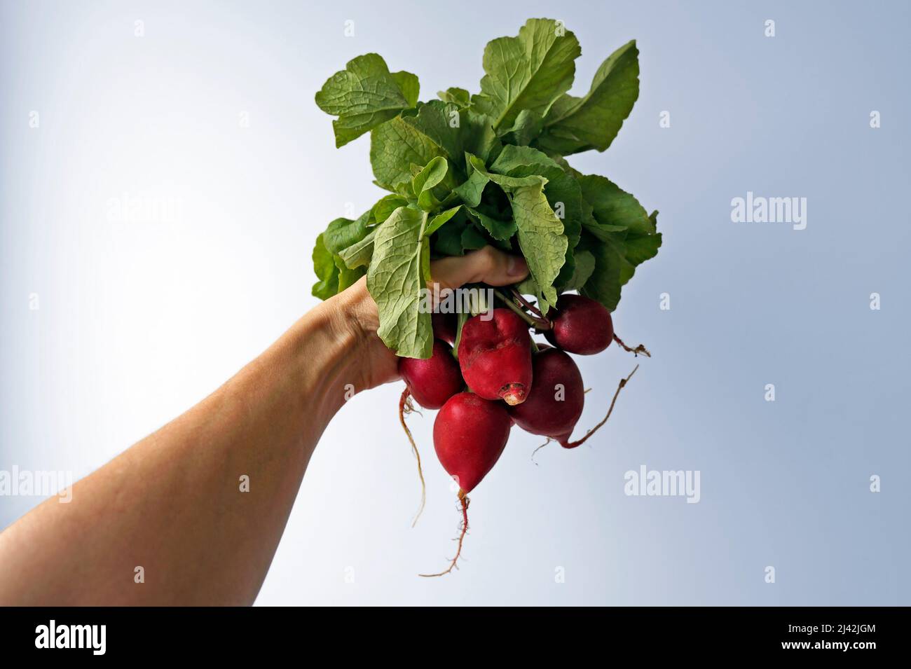 Radishes on hand in a bright background Stock Photo