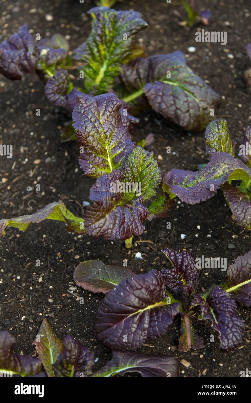 Growing Mustard 'Red Giant' plants allotment at RHS Garden Wisley