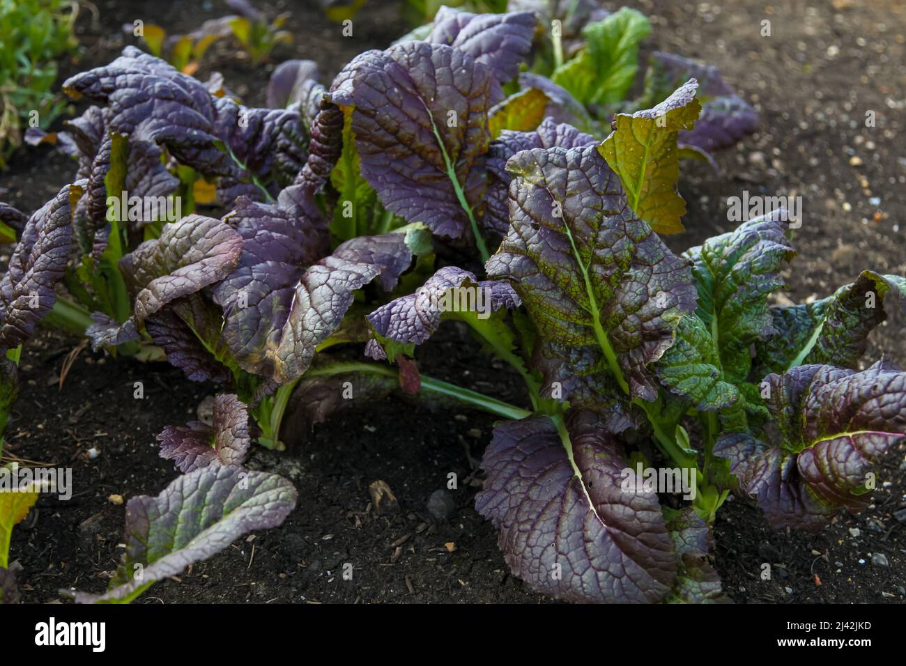 Growing Mustard 'Red Giant' plants allotment at RHS Garden Wisley