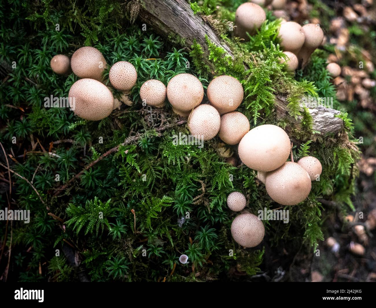 Horse Mushroom in the woods of the Pacific Northwest Stock Photo