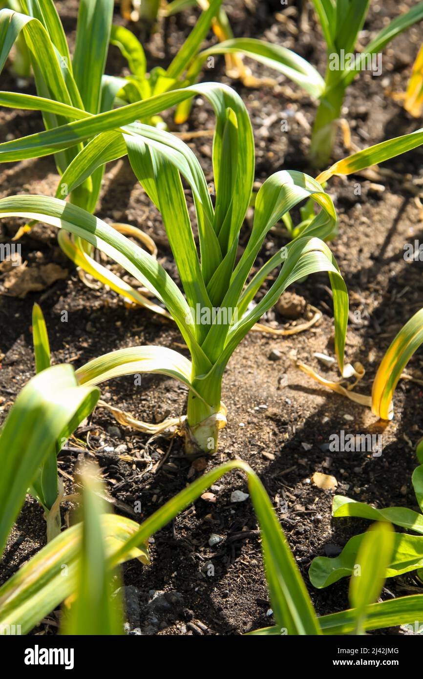 Elephant garlic growing in soil hires stock photography and images Alamy