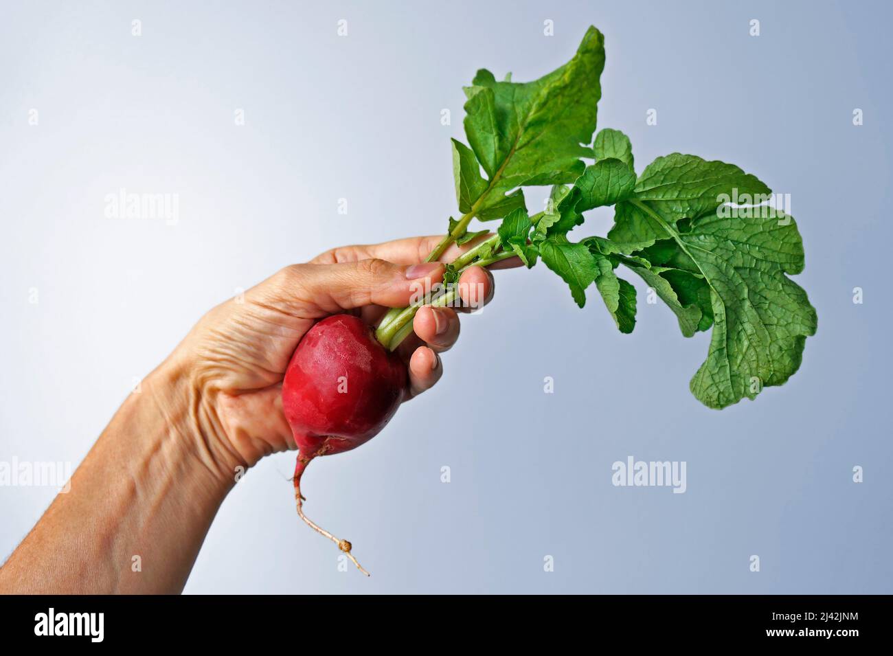 Radish on hand in a bright background Stock Photo