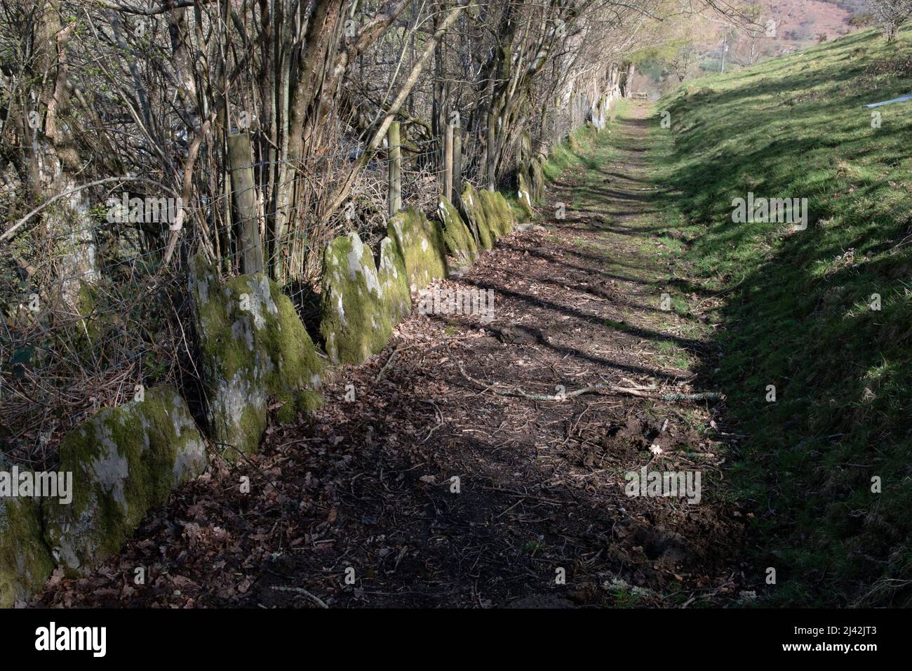 Old Drove Road, Gilfach, Powys, Wales, UK Stock Photo