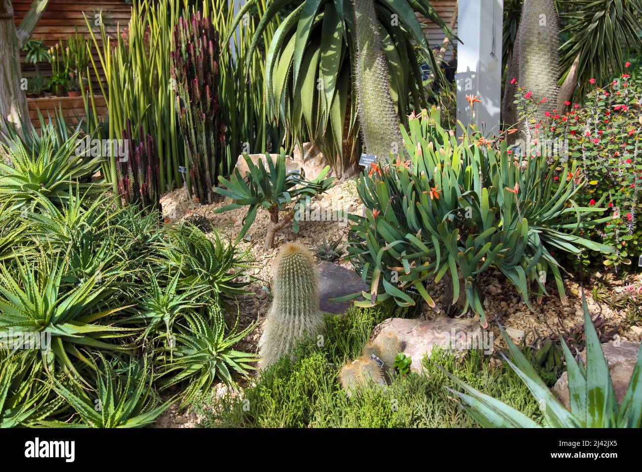 Cactus garden cacti growing at RHS Garden Wisley, Glass House, Surrey