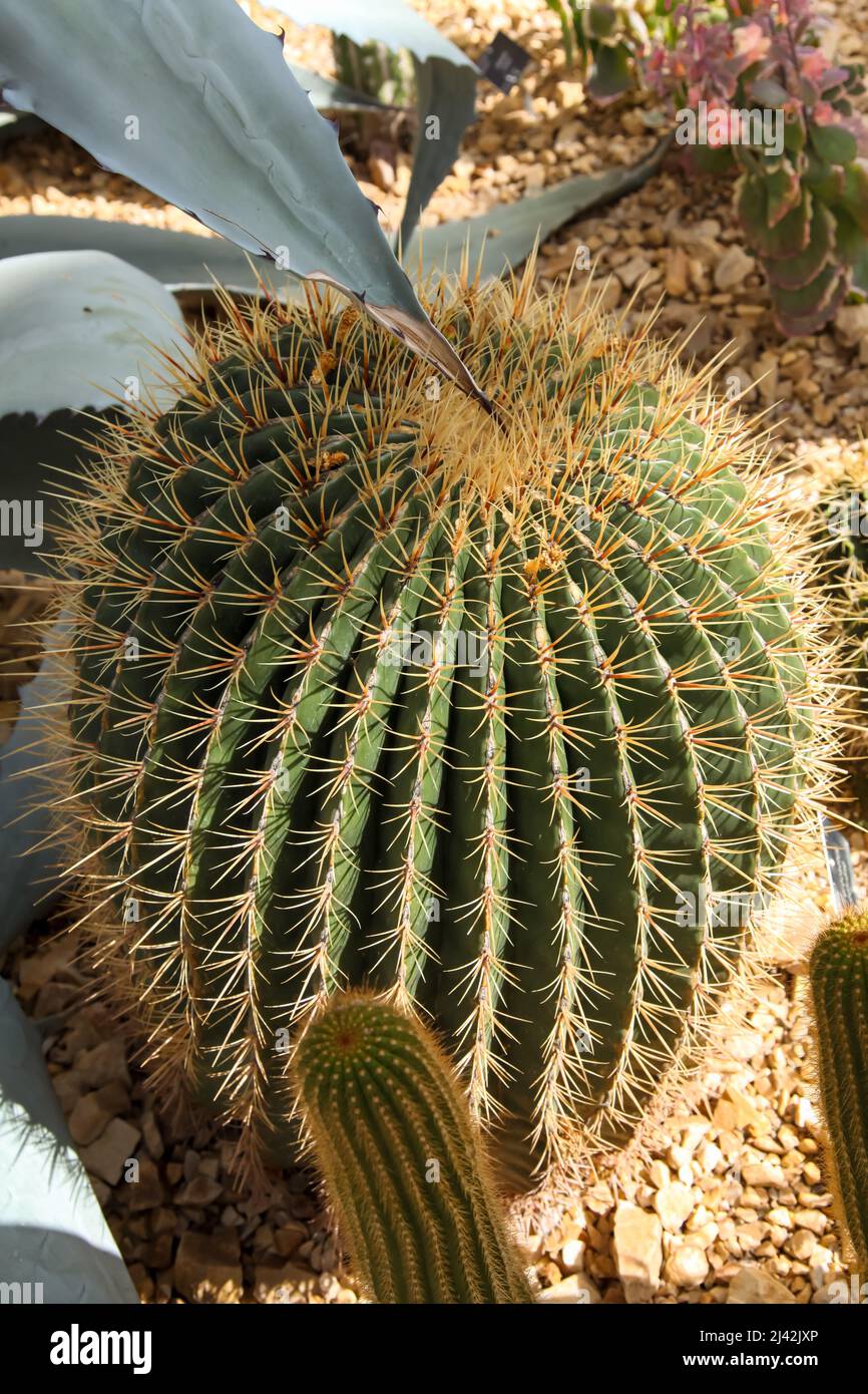 Sonora barrel cactus (Ferocactus echidne) RHS Garden Wisley, Glass ...