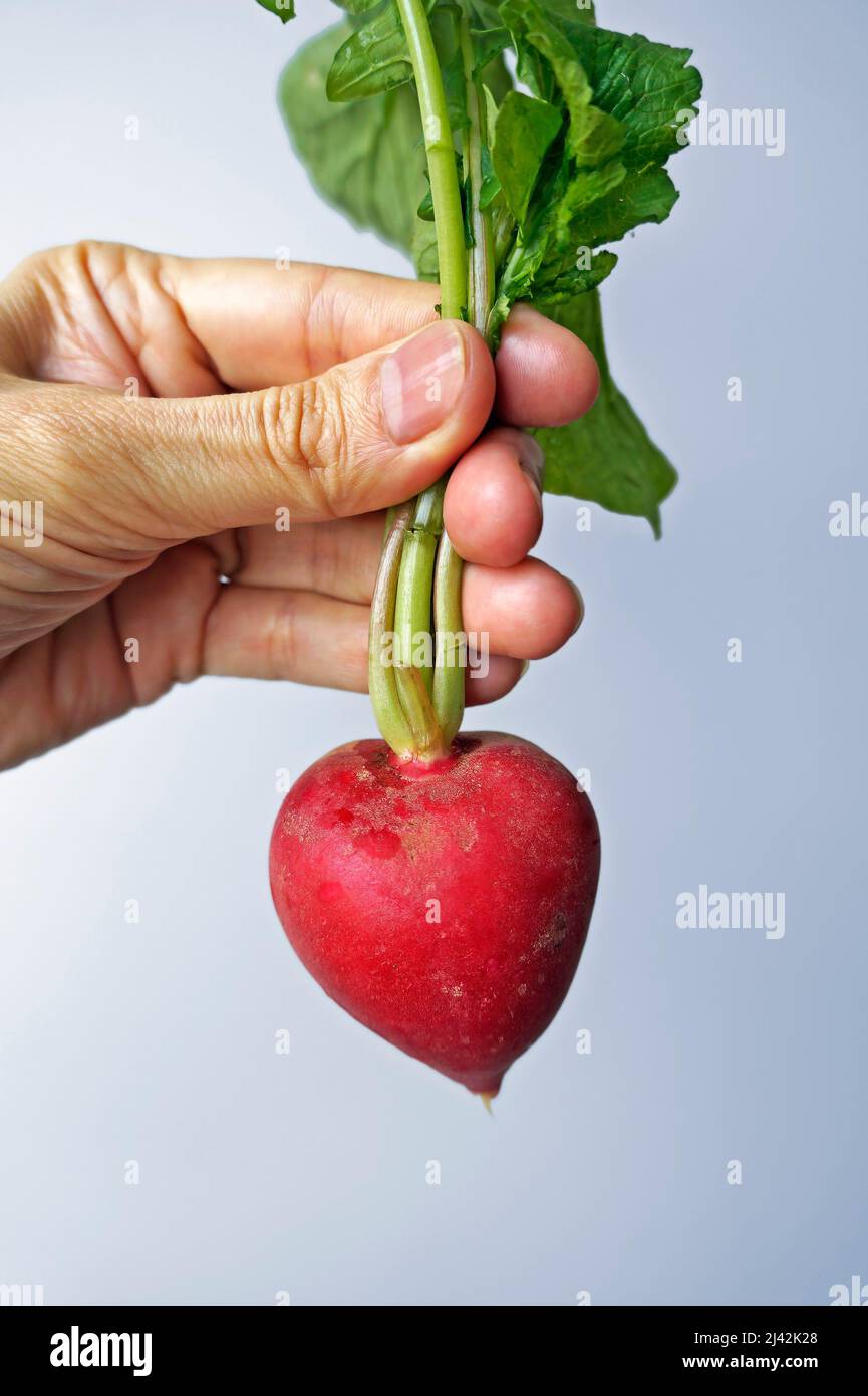 Radish on hand in a bright background Stock Photo