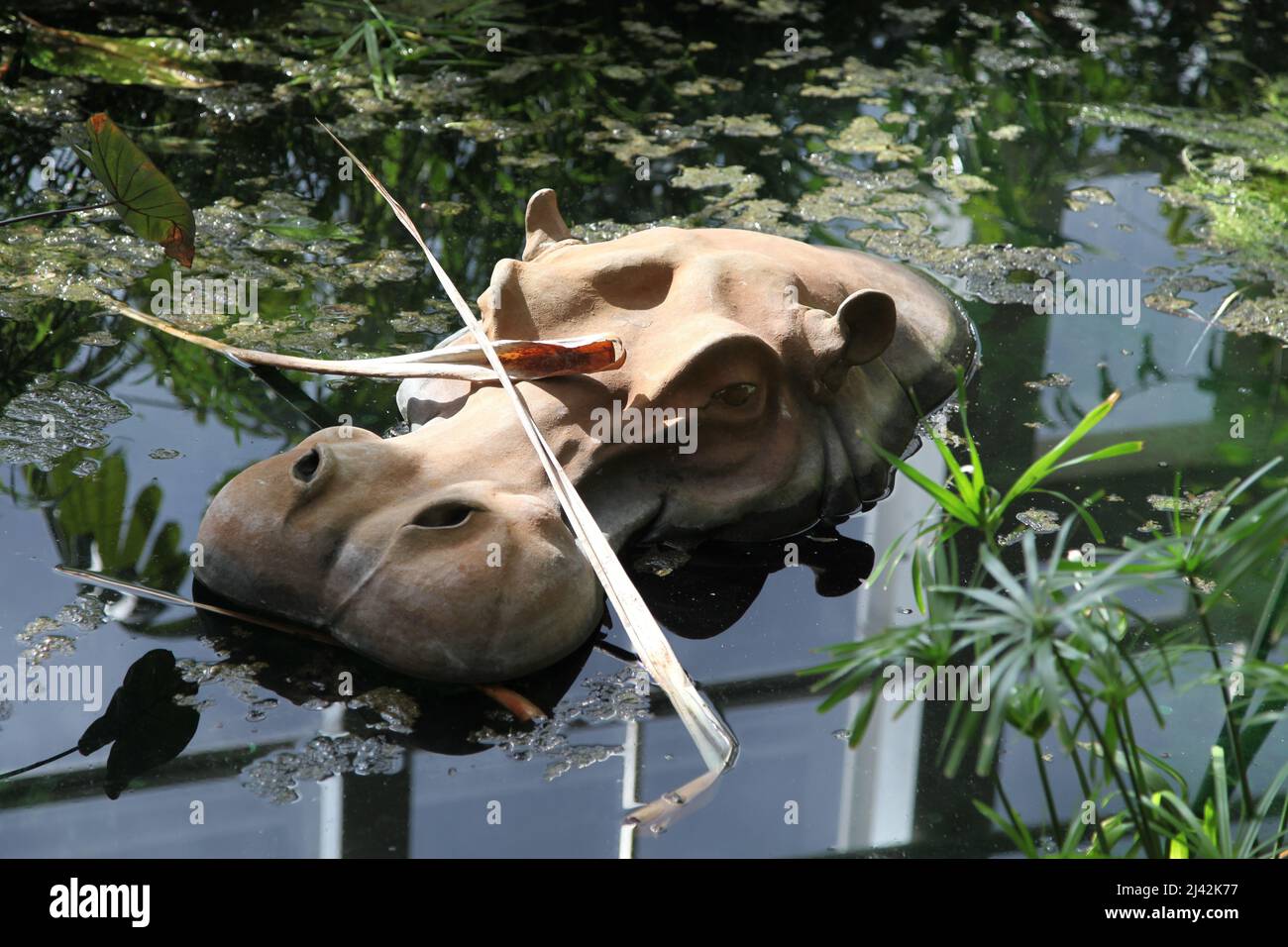 Hippo statue in water at RHS Garden Wisley, Glass House, Surrey, England, UK, 2022 April Stock
