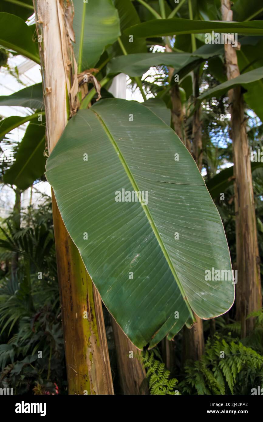 Ensete ventricosum ‘Maurelii’ (Ethiopian black banana) close up of leaves RHS Garden Wisley, Glass house, Surrey, England, UK, 2022 April Stock Photo