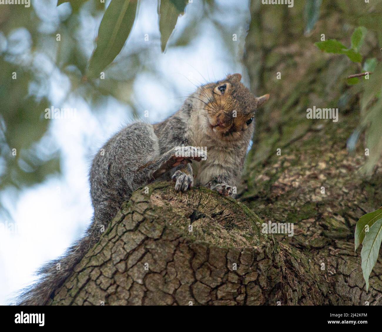grey squirrel in a tree, scratching Stock Photo