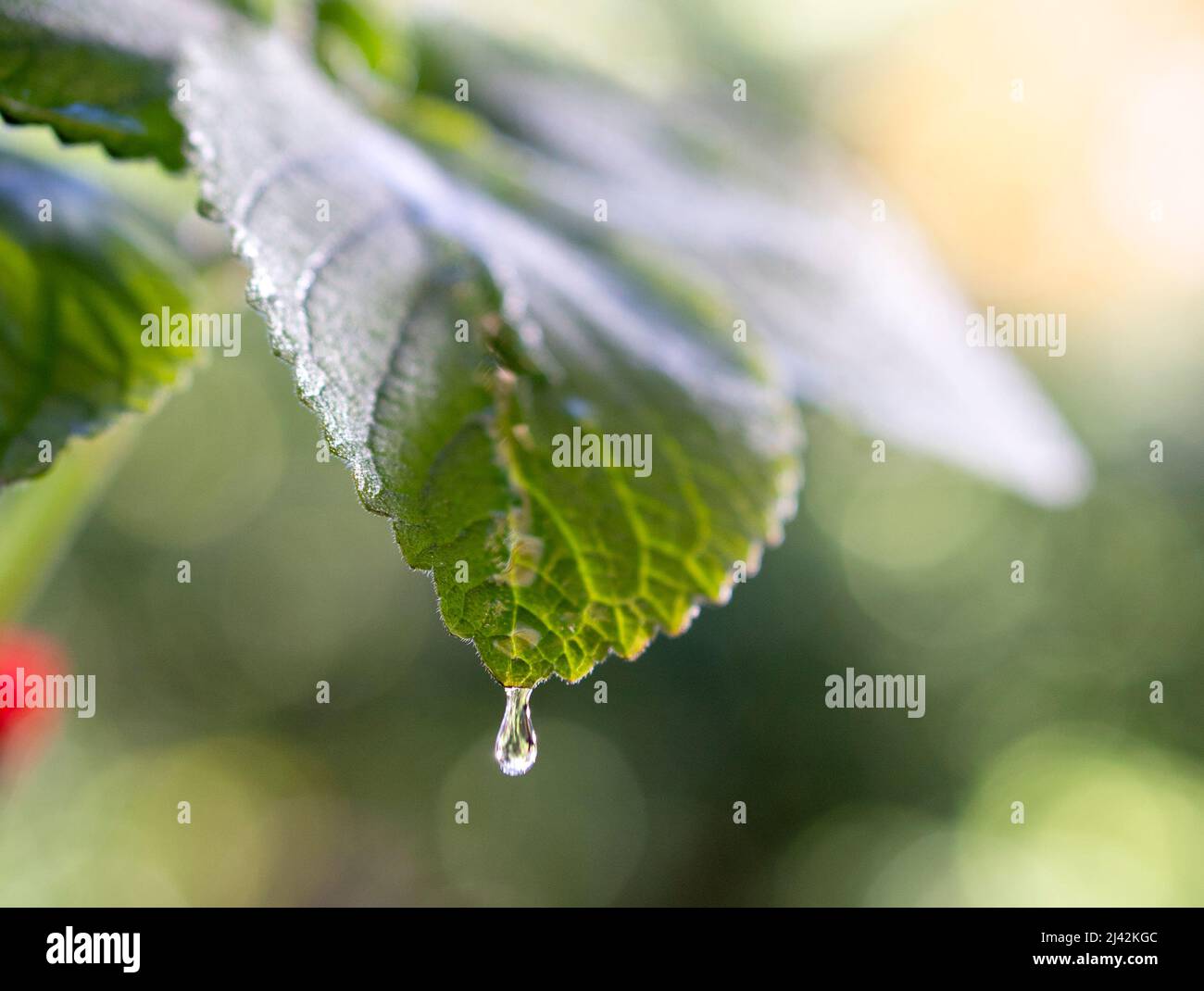 Green leaf with raindrops in bright sunlight Stock Photo