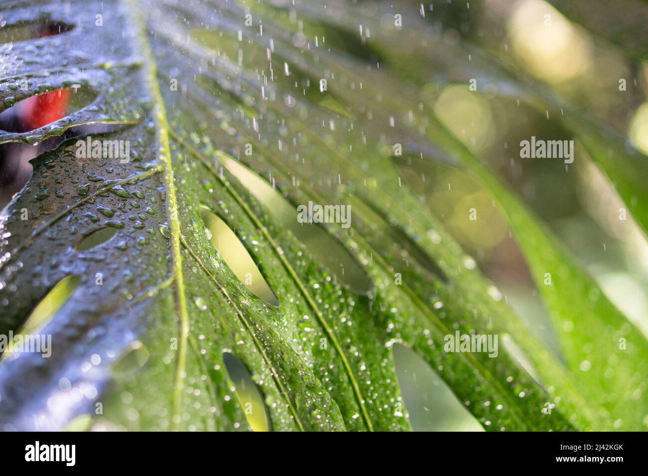 Green leaf with raindrops in bright sunlight Stock Photo