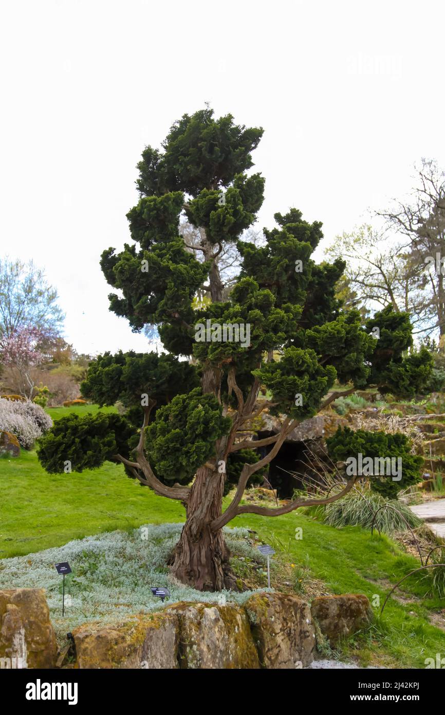 Hinoki Cypress (Chamaecyparis obtusa) 'Nana Gracilis' RHS Garden Wisley, Surrey, England, UK, 2022 April Stock Photo