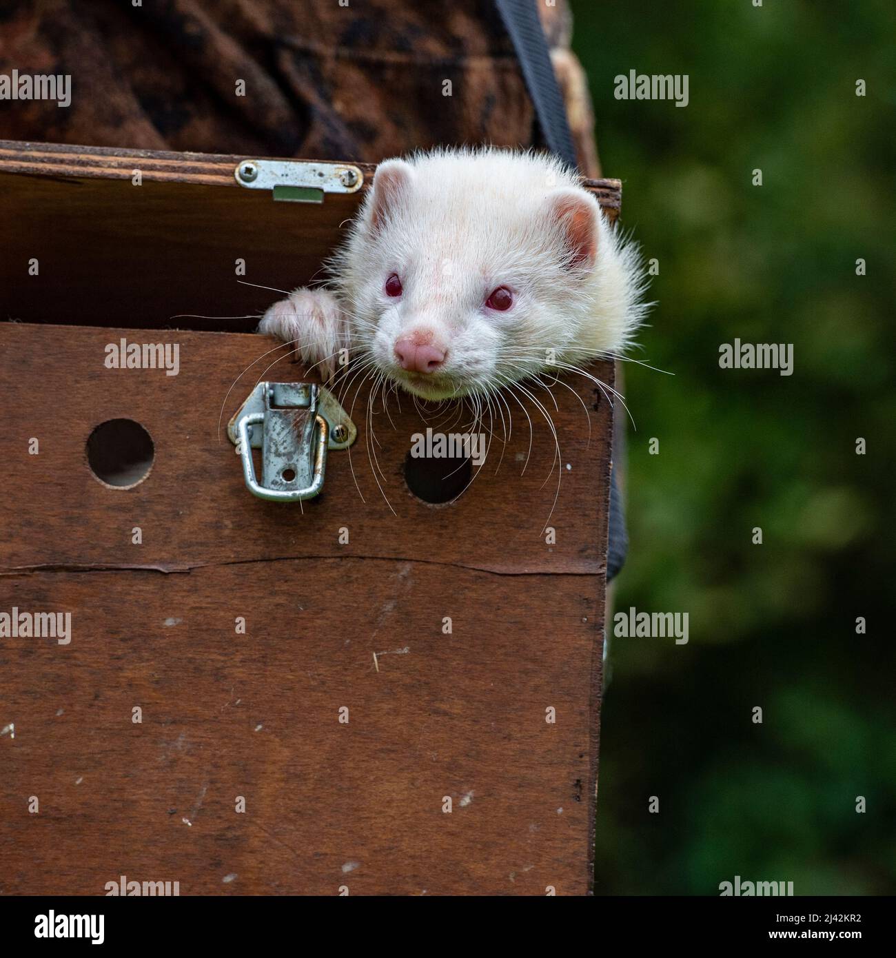 ferret peeping out of ferret box Stock Photo