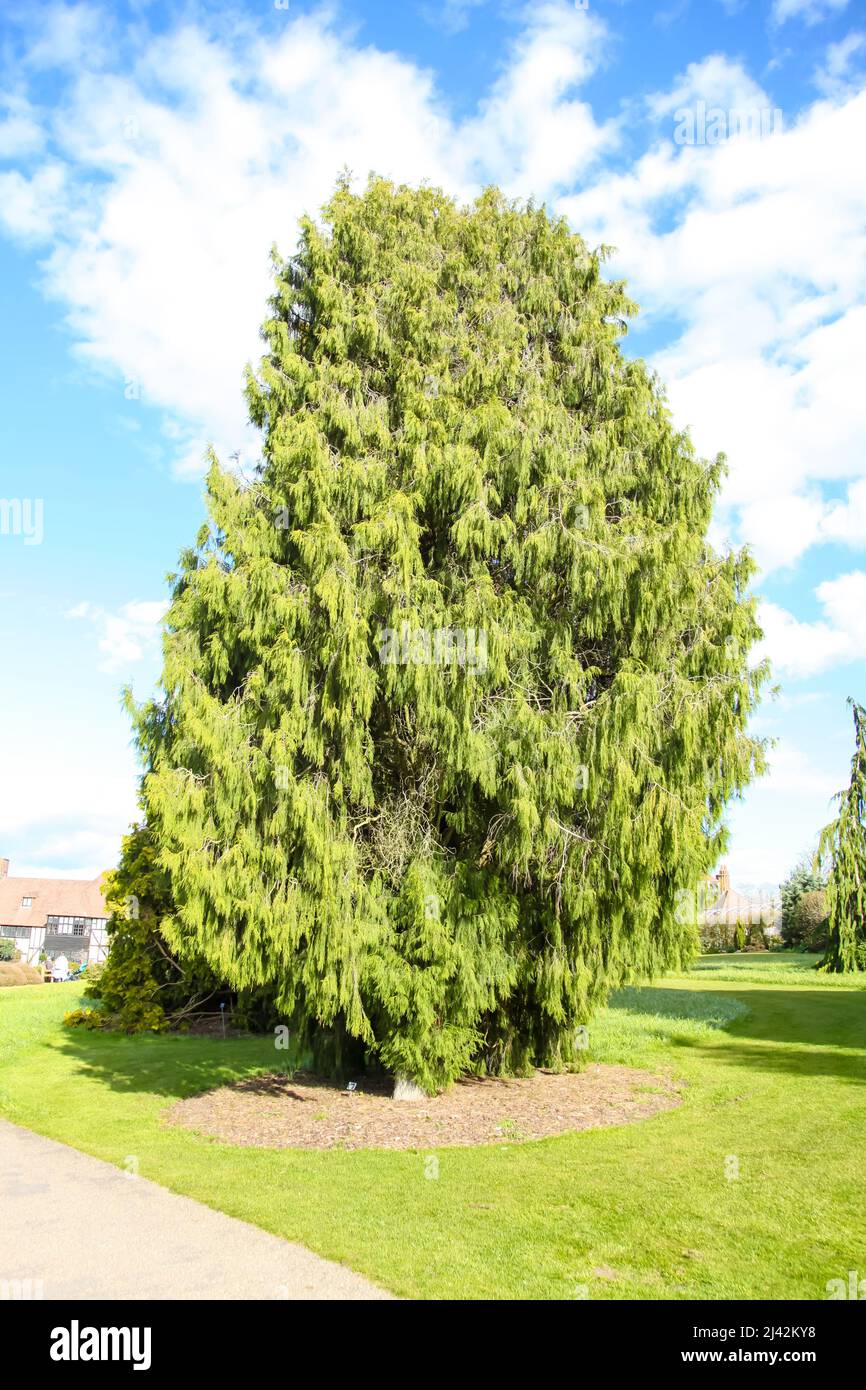 Cupressus funebris, the Chinese weeping cypress, RHS Garden Wisley, Surrey, England, UK, 2022 April Stock Photo