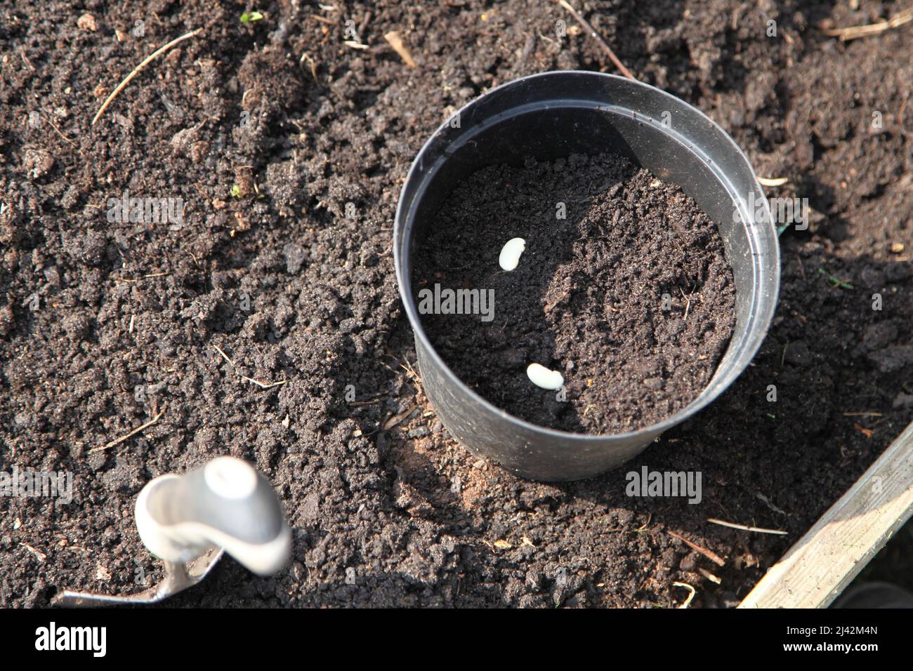 Planting broad bean seeds in plant pots and soil to grow beans, April