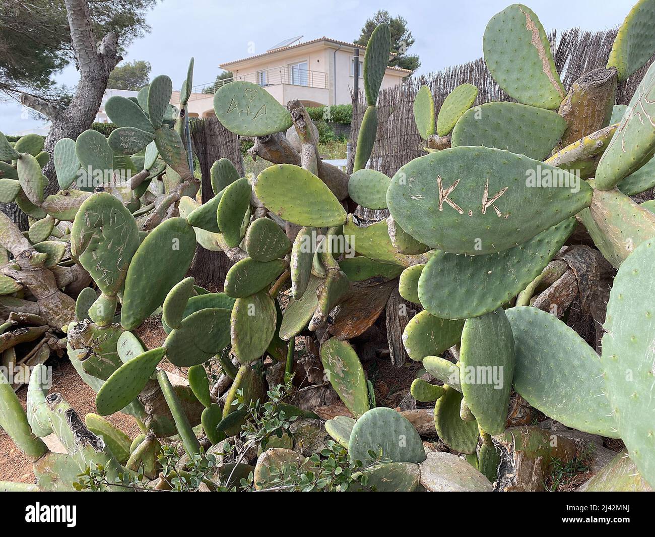 Cactus Opuntia in Spain, Monogram, Feigenkaktus Stock Photo