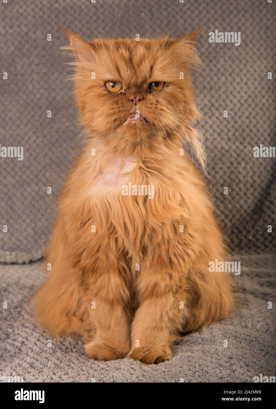 Персидский рыжий кот