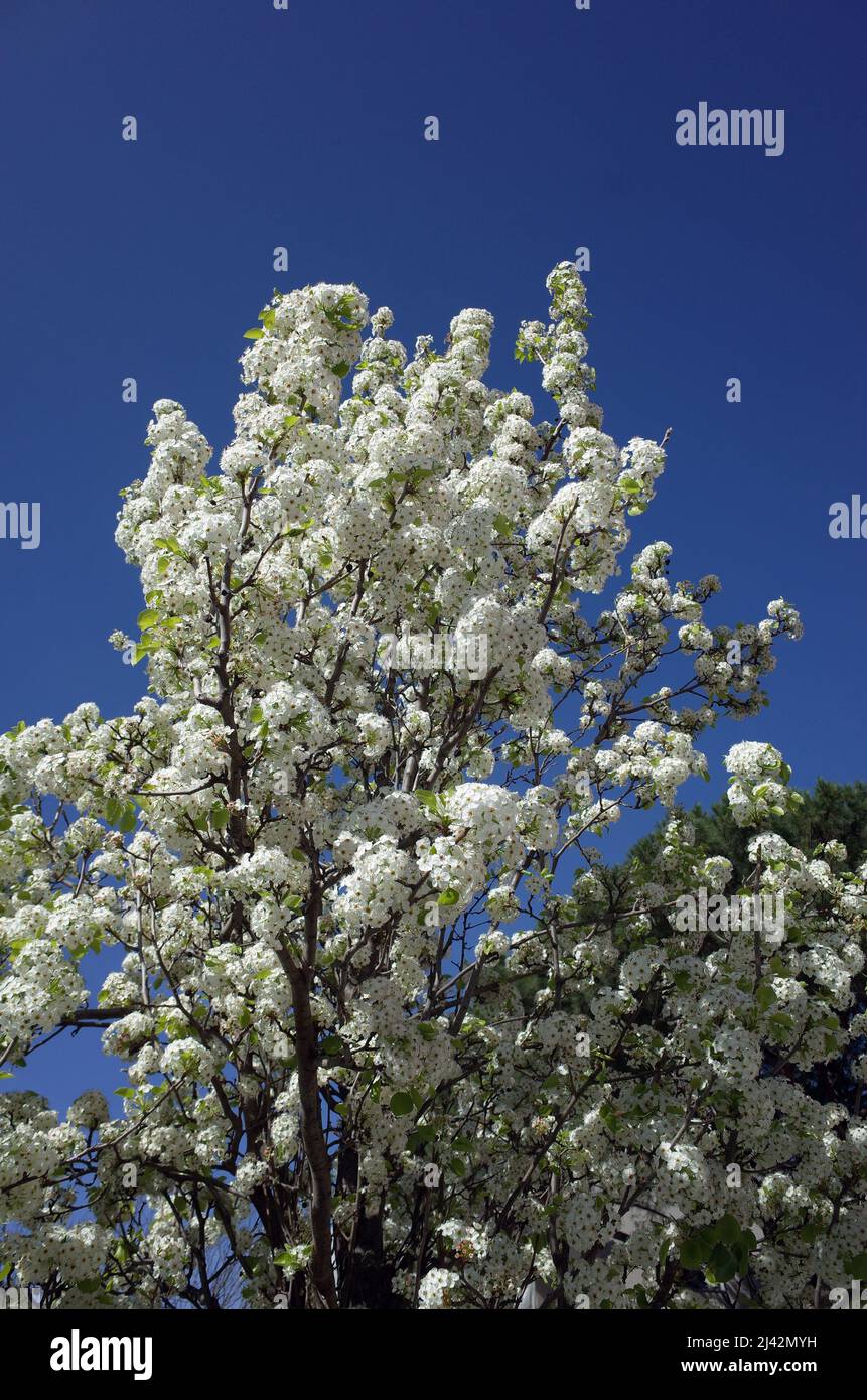 Wild pear flowering Stock Photo