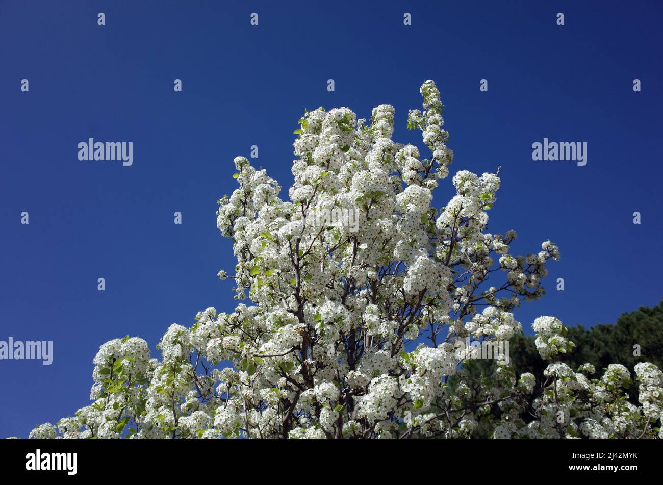 Wild pear flowering Stock Photo