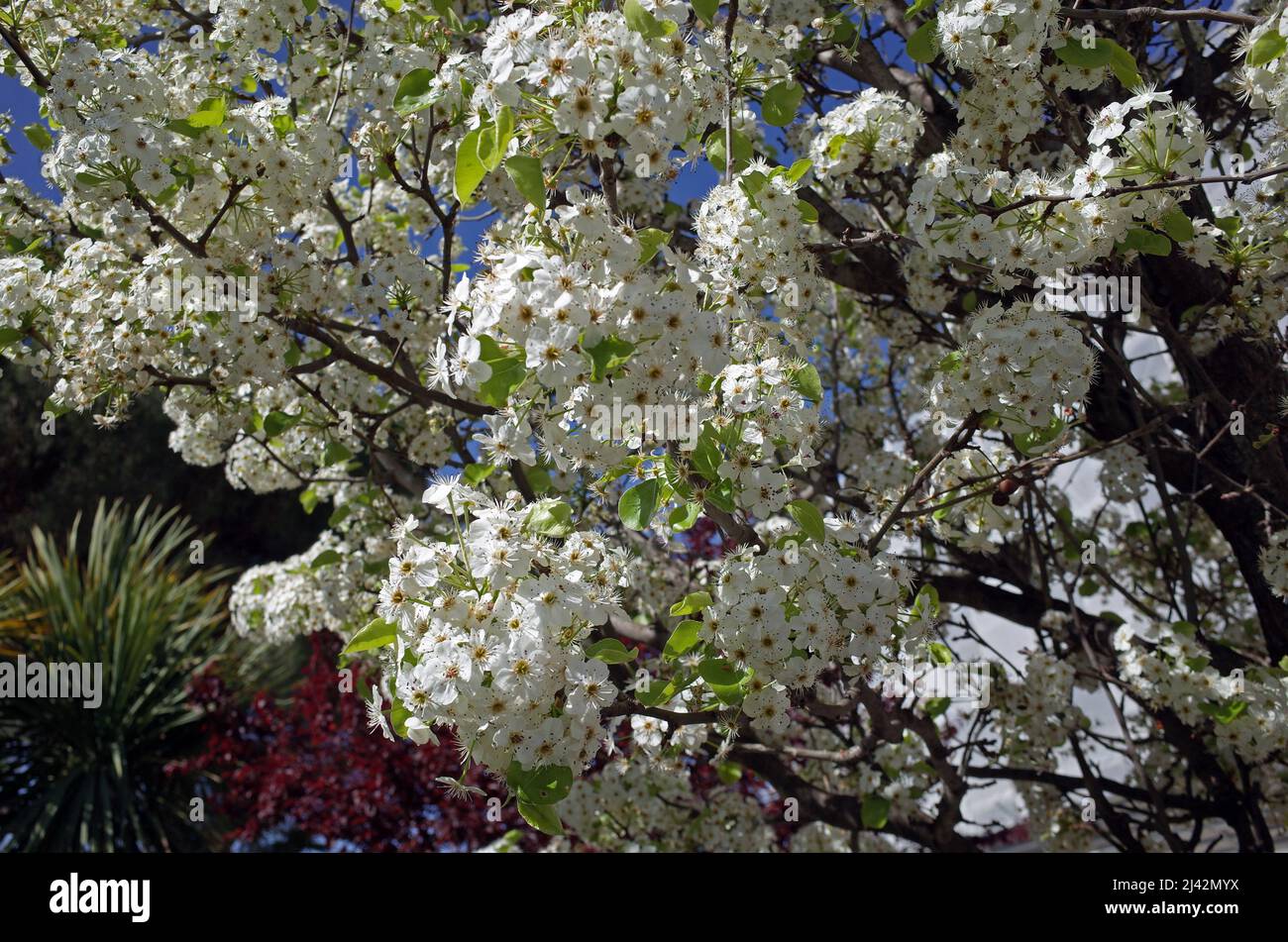 Wild pear flowering Stock Photo