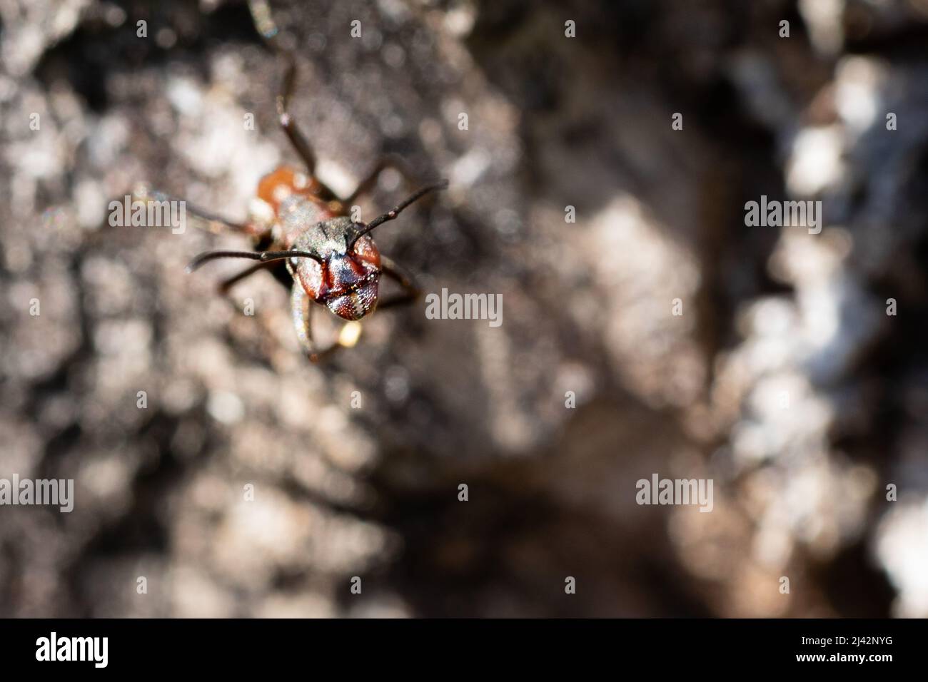 Red wood ant standing on its hind legs in a defensive position, ready to strike Stock Photo