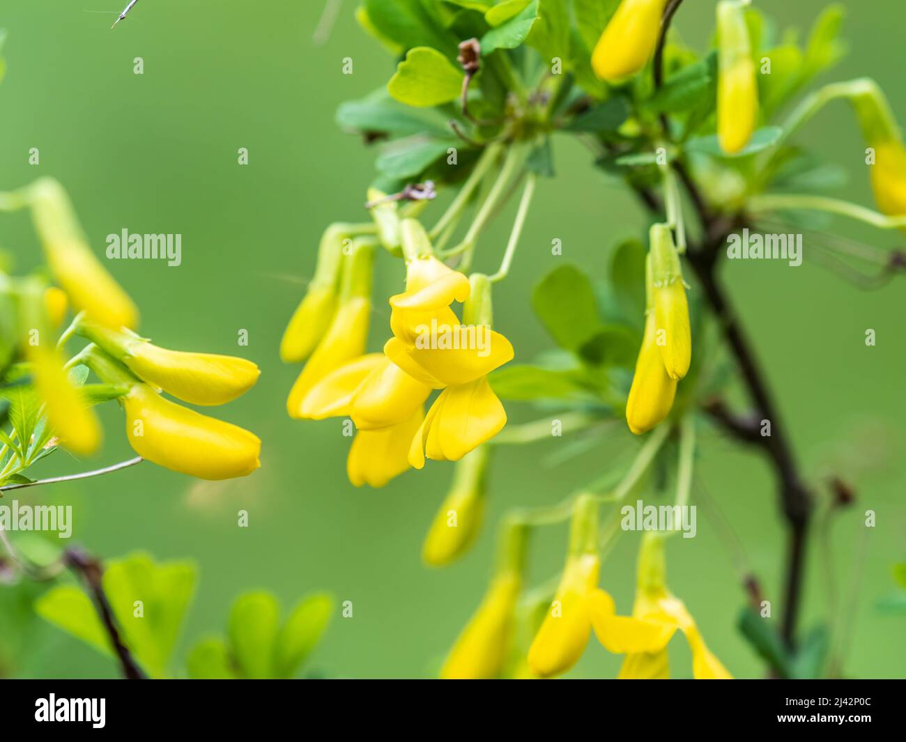 Acacia tree branch with green leaves and yellow flowers. Blooming Caragana Arborescens, the Siberian peashrub, Siberian pea-tree, or caragana Stock Photo