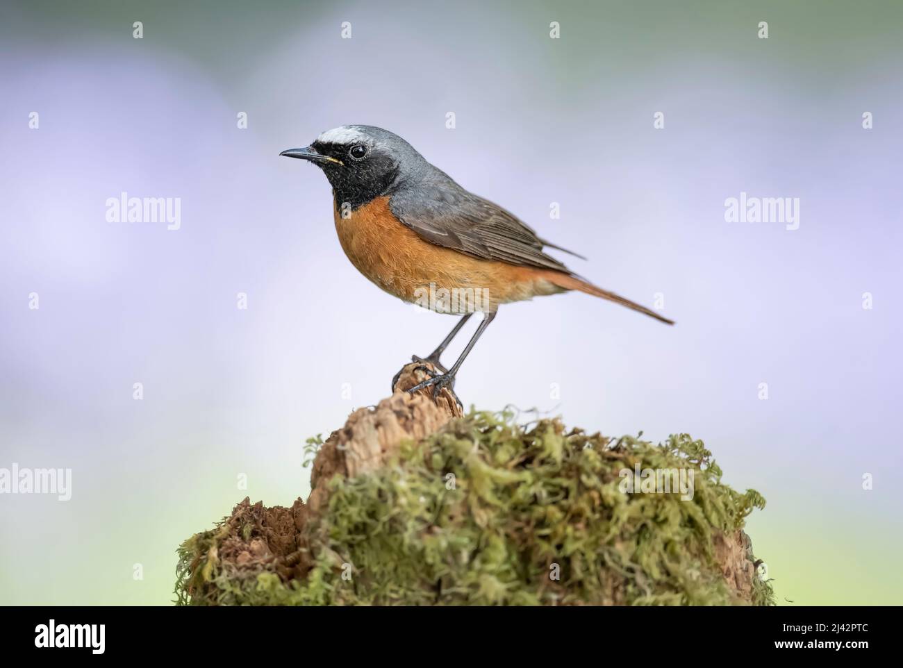 Redstart male on a branch in Scotland in the summer, close up Stock Photo