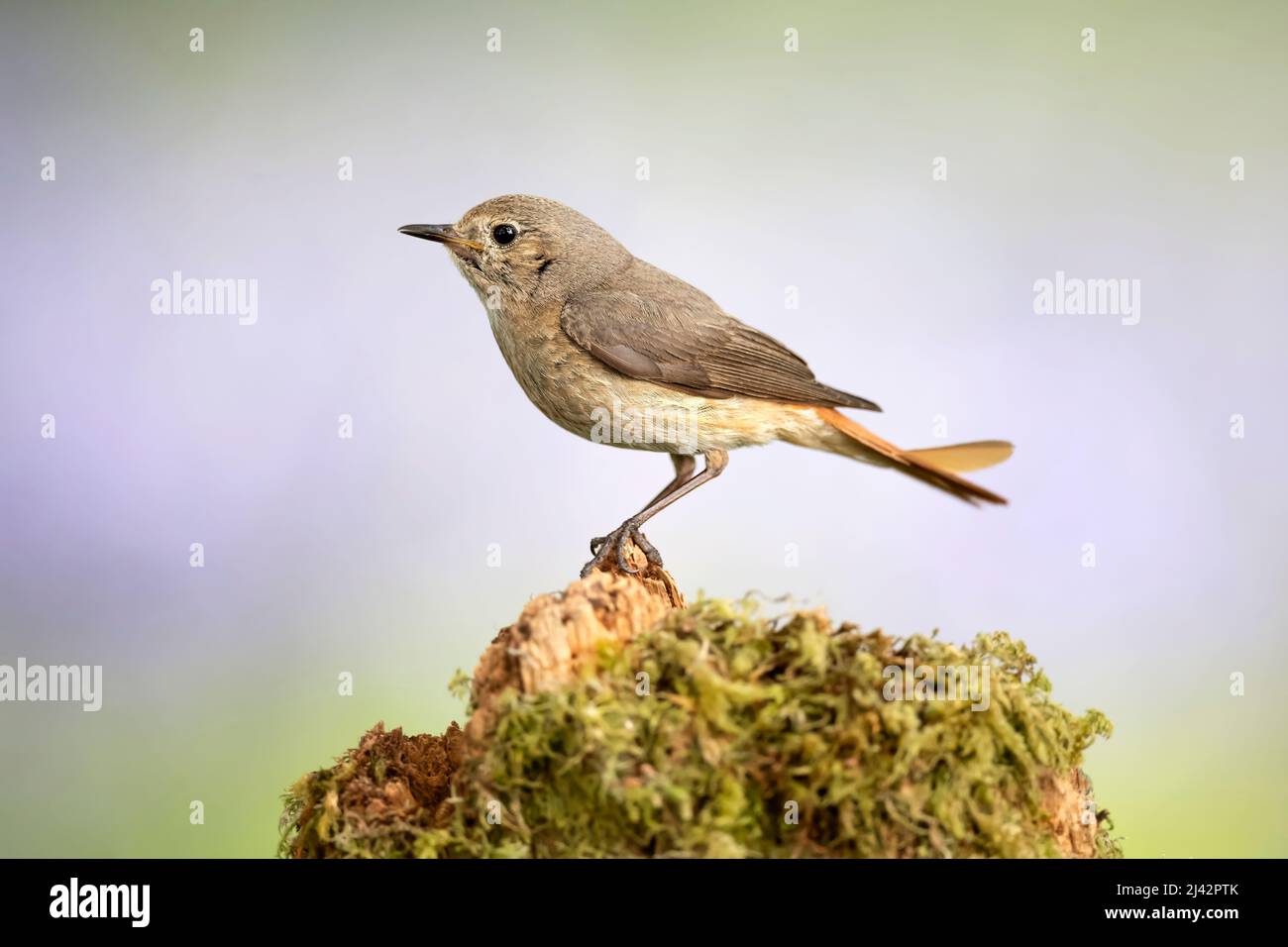 Redstart female on a branch in Scotland in the summer, close up Stock Photo