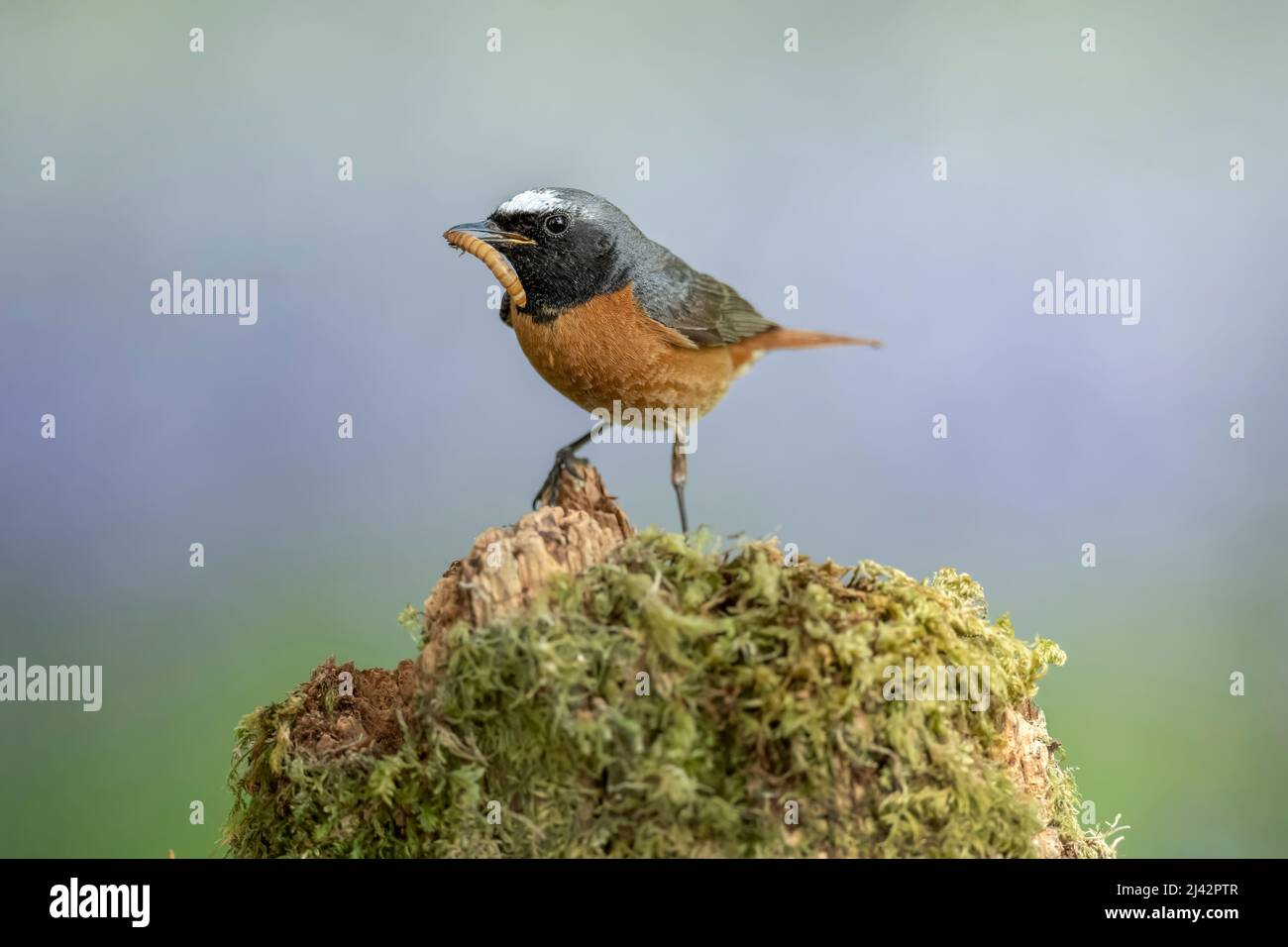 Redstart male on a branch eating in Scotland in the summer, close up Stock Photo