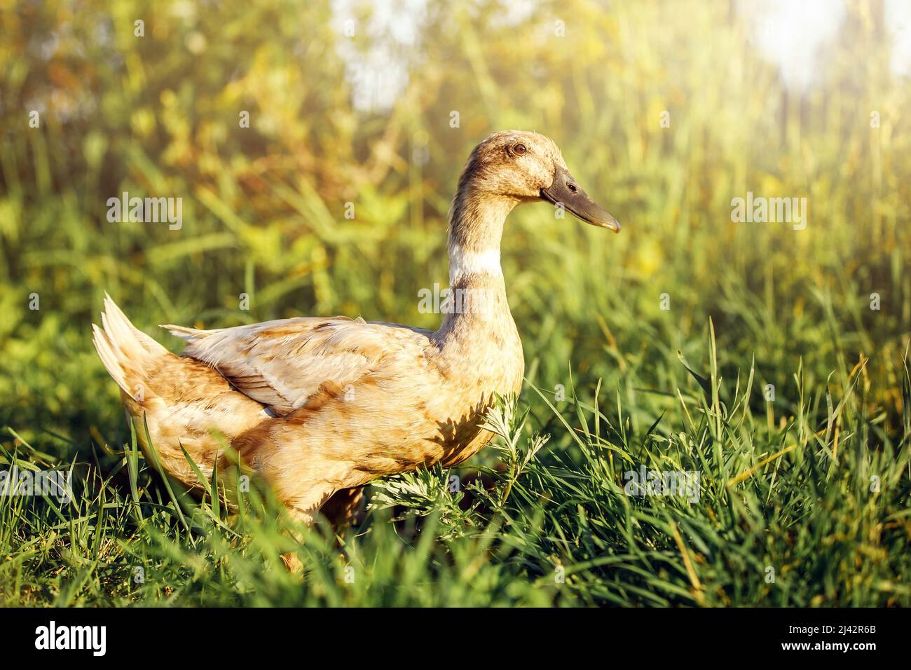 Indian Runner duck in the evening light squatted in the grass . Stock Photo